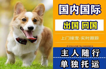 平顶山市宠物托运公司平顶山市宠物托运公司平顶山市宠物托运公司