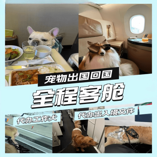 平顶山市宠物托运到白俄罗斯宠物入境规定和要求